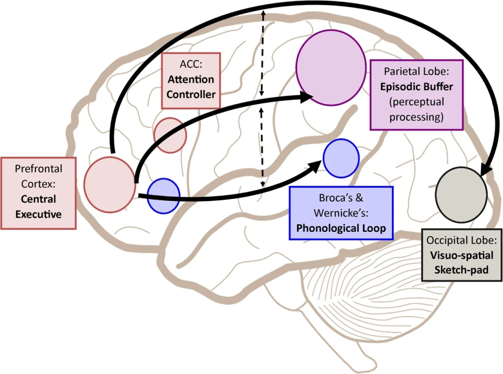 Diagram of a side view of the human brain showing a working memory model mapped onto different regions. Labels identify the prefrontal cortex as the “central executive,” the ACC as the “attention controller,” Broca’s and Wernicke’s areas as the “phonological loop,” the parietal lobe as the “episodic buffer” for perceptual processing, and the occipital lobe as the “visuo-spatial sketchpad.” Curved arrows connect the regions to show information flow and interaction.