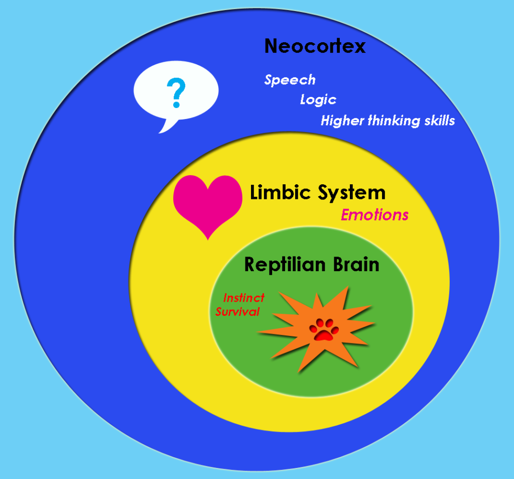 Diagram of the triune brain model showing three nested regions of the human brain: the reptilian complex at the core, the paleomammalian or limbic system in the middle, and the neomammalian neocortex as the outer layer. The image presents the brain as a set of evolutionary layers associated with instinct, emotion, and rational thought.